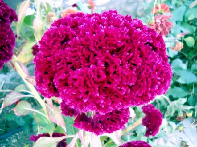 Name:  DSCN7583.jpg
Views: 793
Size:  59.6 KB