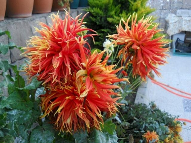 Name:  DSCN7569.jpg
Views: 653
Size:  61.1 KB