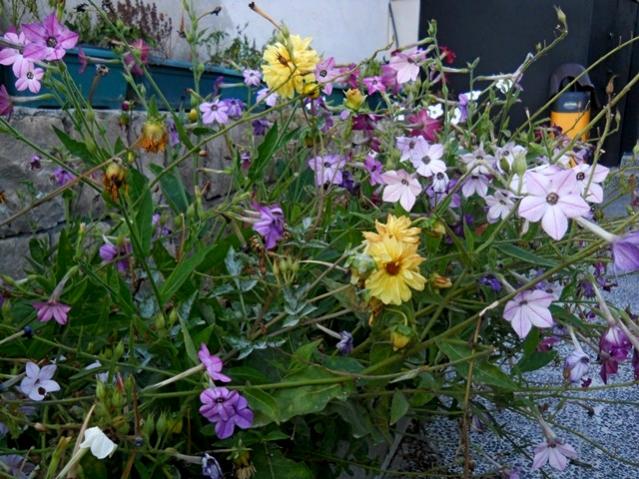 Name:  DSCN7593.jpg
Views: 636
Size:  69.9 KB