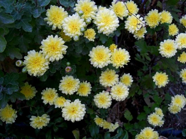 Name:  DSCN7626.jpg
Views: 624
Size:  55.1 KB