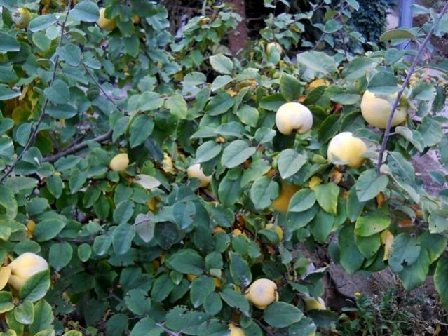 Name:  DSCN7631.jpg
Views: 647
Size:  67.1 KB