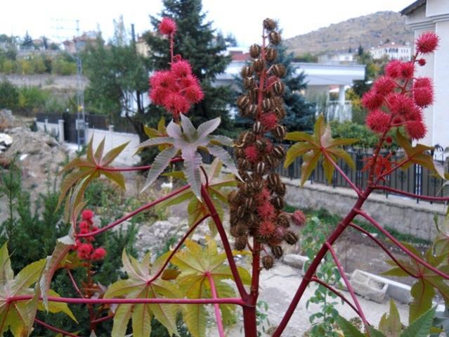 Name:  DSCN7633.jpg
Views: 575
Size:  62.1 KB