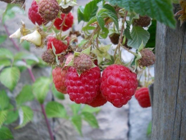 Name:  DSCN7638.jpg
Views: 671
Size:  44.0 KB