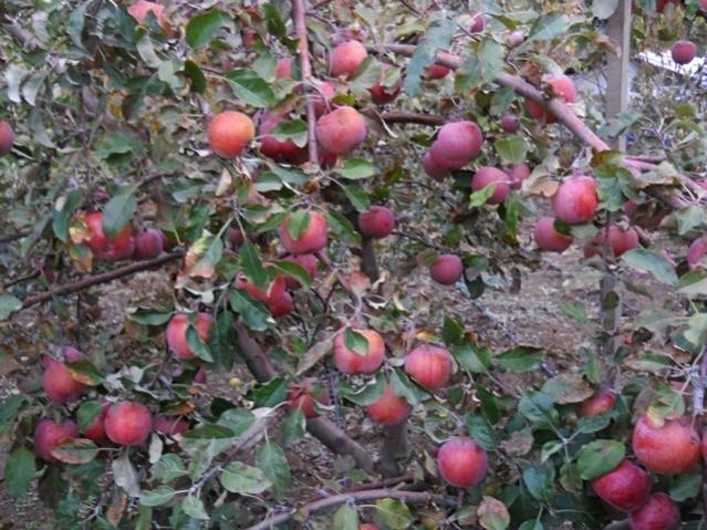 Name:  DSCN7663.jpg
Views: 549
Size:  69.2 KB