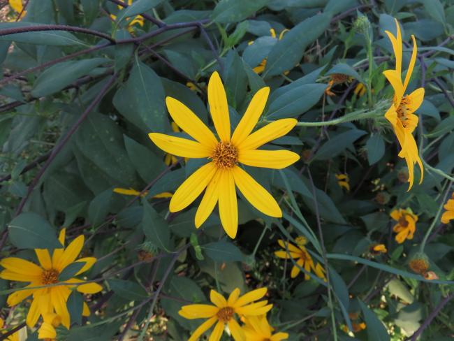Name:  Sunchoke.jpg
Views: 770
Size:  51.5 KB