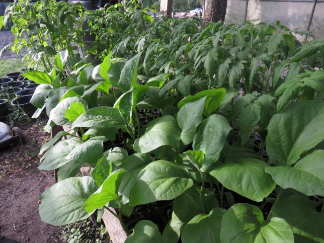 Name:  EggTomSeedl.jpg
Views: 753
Size:  70.4 KB