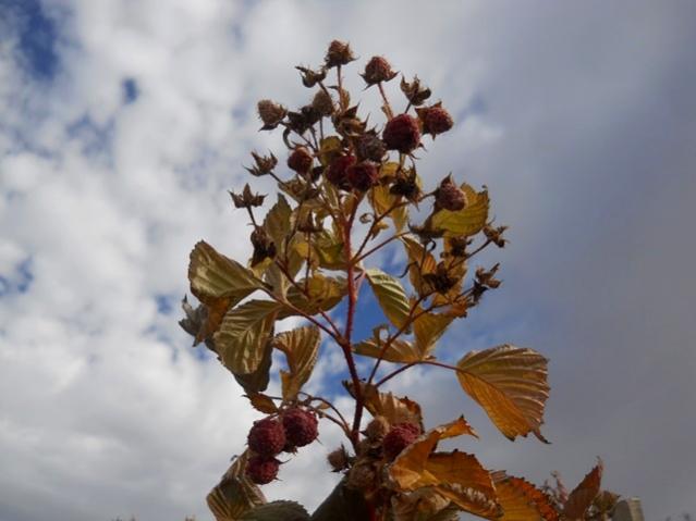 Name:  DSCN7679.jpg
Views: 459
Size:  33.9 KB
