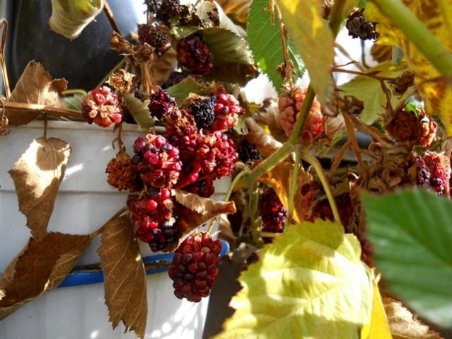 Name:  DSCN7682.jpg
Views: 483
Size:  57.8 KB