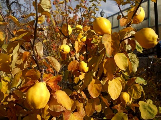 Name:  DSCN7688.jpg
Views: 466
Size:  69.2 KB