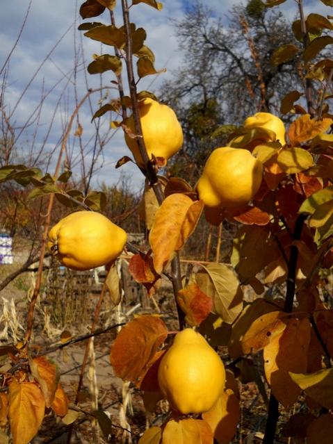 Name:  DSCN7687.jpg
Views: 482
Size:  60.0 KB