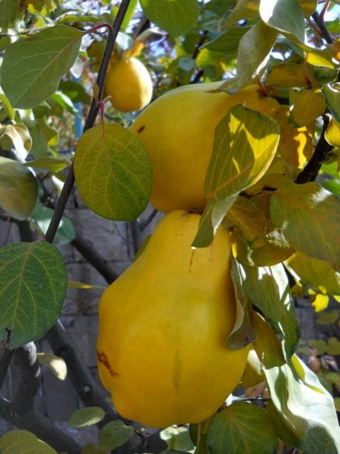 Name:  DSCN7690.jpg
Views: 470
Size:  46.8 KB