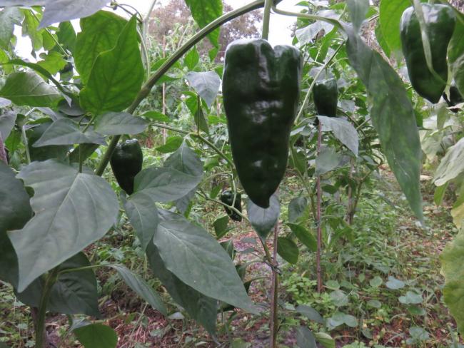 Name:  Poblano.jpg
Views: 828
Size:  65.2 KB