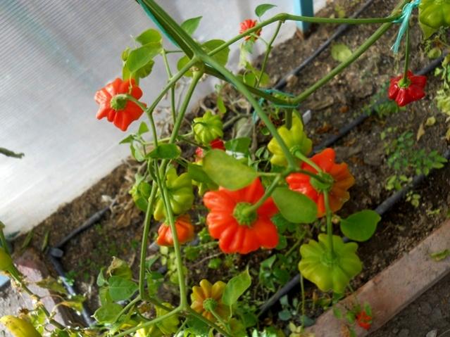Name:  DSCN7695.jpg
Views: 401
Size:  55.7 KB