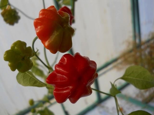 Name:  DSCN7701.JPG
Views: 436
Size:  64.0 KB