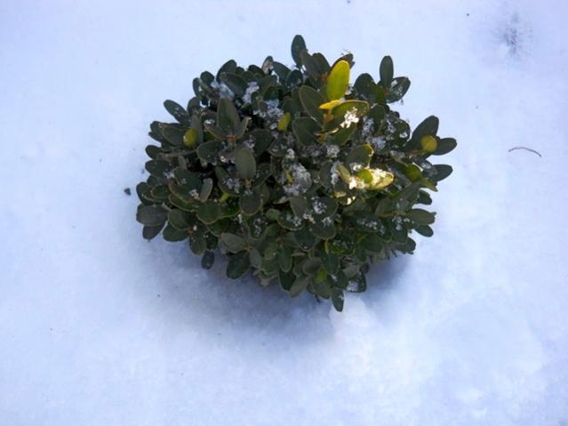 Name:  DSCN7713.jpg
Views: 1131
Size:  28.8 KB