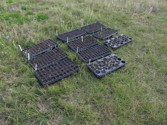 Name:  SeedlingsFeb2016.jpg
Views: 1155
Size:  70.4 KB
