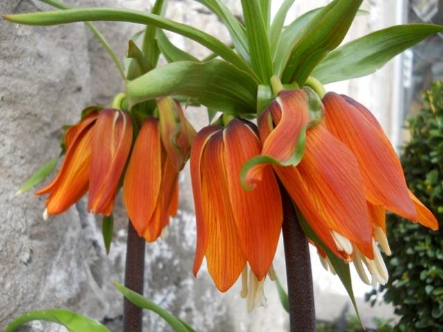 Name:  DSCN7825.jpg
Views: 811
Size:  47.1 KB