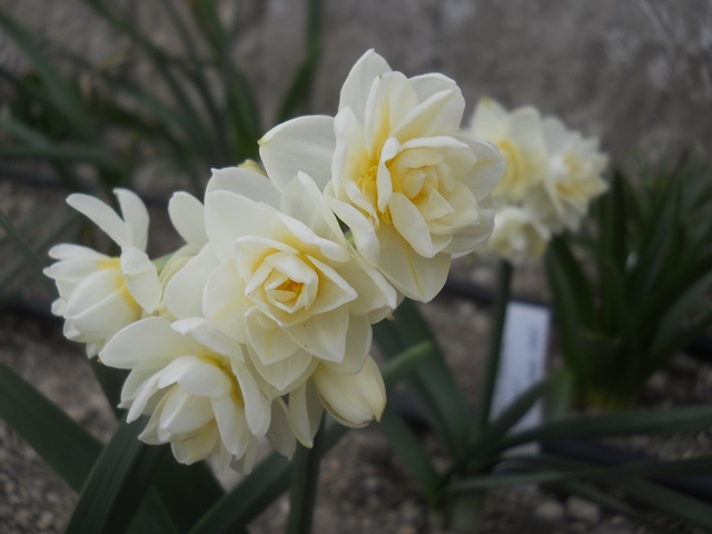 Name:  DSCN7840.JPG
Views: 853
Size:  67.0 KB