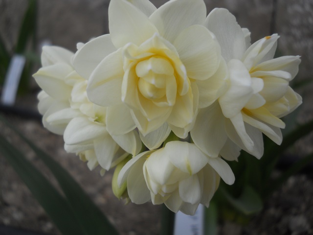 Name:  DSCN7841.JPG
Views: 804
Size:  61.3 KB