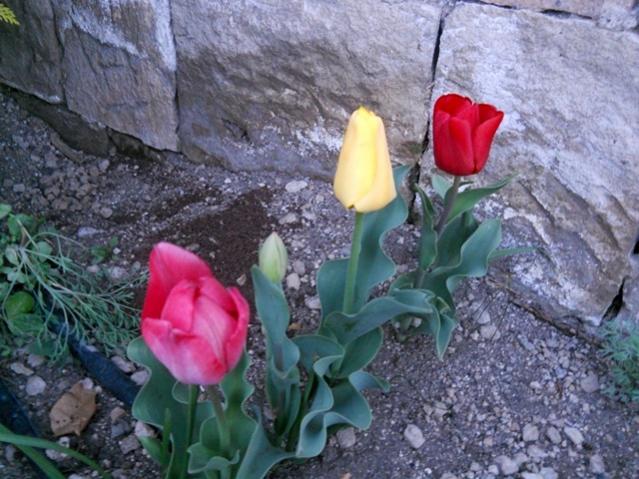 Name:  DSCN7852.jpg
Views: 572
Size:  60.3 KB
