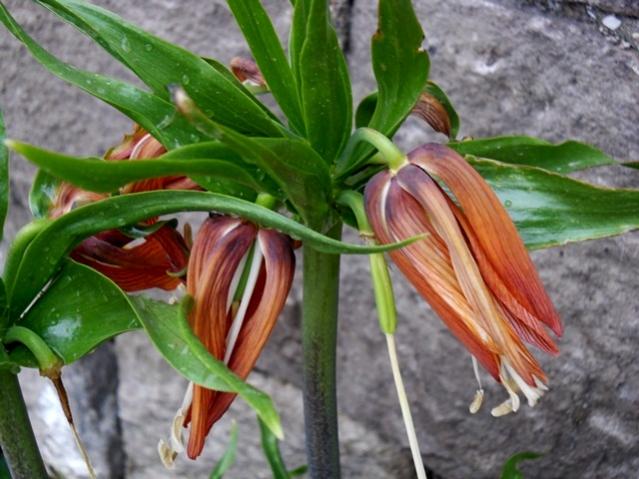 Name:  DSCN7893.jpg
Views: 574
Size:  50.7 KB