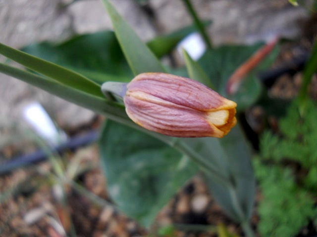 Name:  DSCN7881.JPG
Views: 579
Size:  68.1 KB