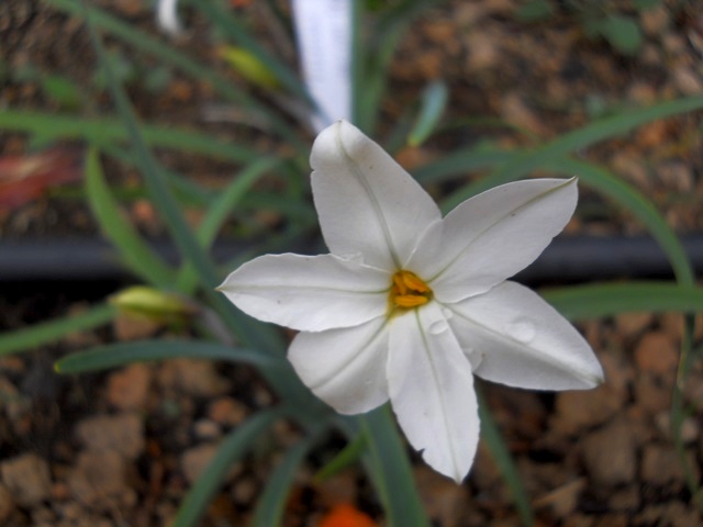 Name:  DSCN7883.JPG
Views: 591
Size:  66.9 KB