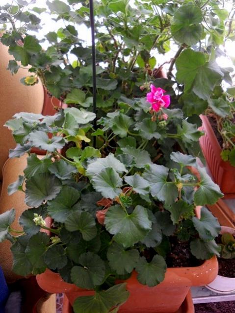 Name:  DSCN7865.jpg
Views: 571
Size:  58.0 KB