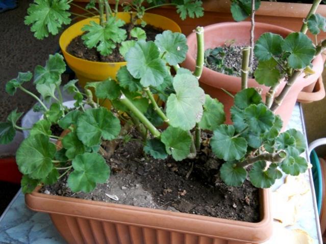 Name:  DSCN7876.jpg
Views: 589
Size:  54.8 KB