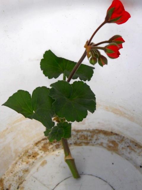 Name:  DSCN7872.jpg
Views: 543
Size:  29.1 KB