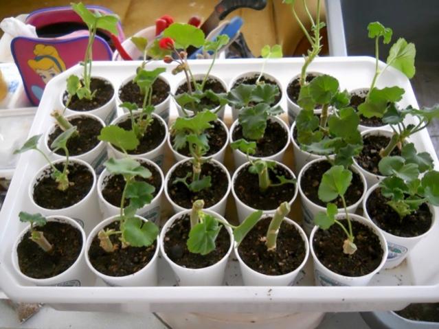 Name:  DSCN7873.jpg
Views: 582
Size:  54.8 KB