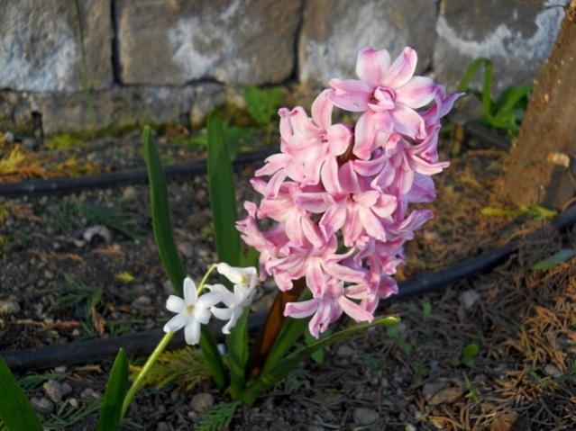 Name:  DSCN7928.jpg
Views: 466
Size:  49.7 KB