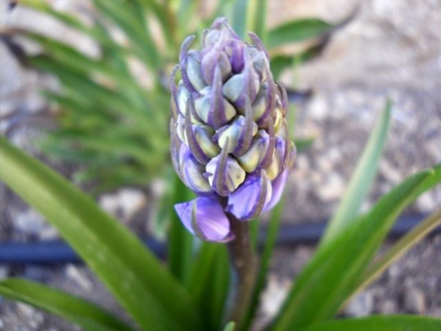 Name:  DSCN7923.jpg
Views: 459
Size:  32.4 KB