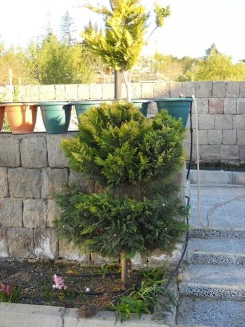 Name:  DSCN7926.jpg
Views: 428
Size:  62.1 KB