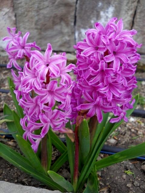 Name:  DSCN7949.jpg
Views: 808
Size:  55.2 KB