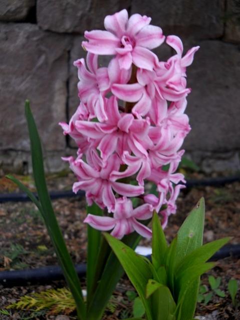 Name:  DSCN7950.jpg
Views: 783
Size:  41.2 KB