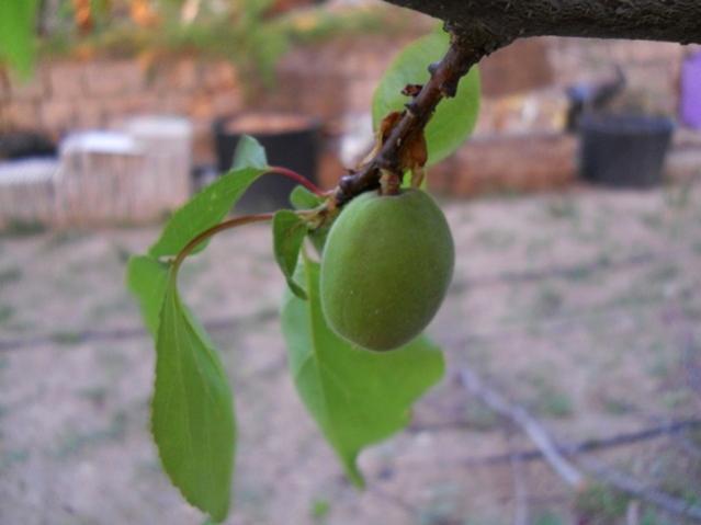 Name:  DSCN7972.jpg
Views: 785
Size:  26.8 KB