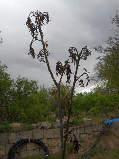 Name:  DSCN8100.jpg
Views: 761
Size:  44.2 KB