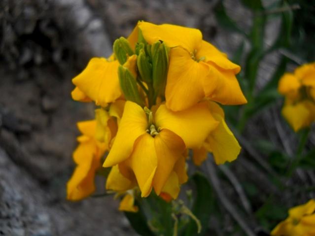 Name:  DSCN8069.jpg
Views: 728
Size:  28.9 KB