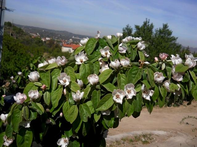 Name:  DSCN8032.jpg
Views: 686
Size:  52.7 KB