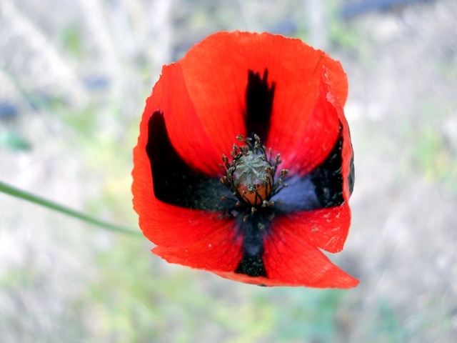 Name:  DSCN8072.JPG
Views: 724
Size:  69.5 KB