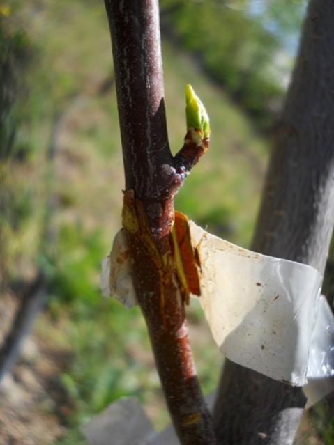 Name:  DSCN8056.jpg
Views: 711
Size:  31.0 KB