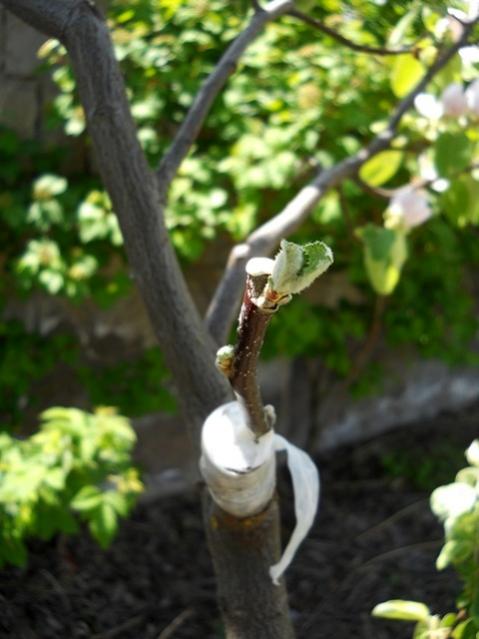 Name:  DSCN8061.jpg
Views: 720
Size:  39.1 KB