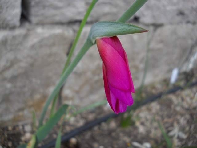 Name:  DSCN8063.JPG
Views: 710
Size:  63.7 KB