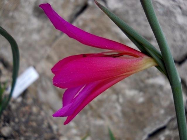 Name:  DSCN8377.jpg
Views: 708
Size:  31.2 KB