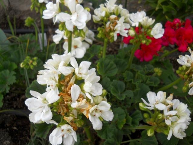 Name:  DSCN8438.jpg
Views: 463
Size:  47.7 KB