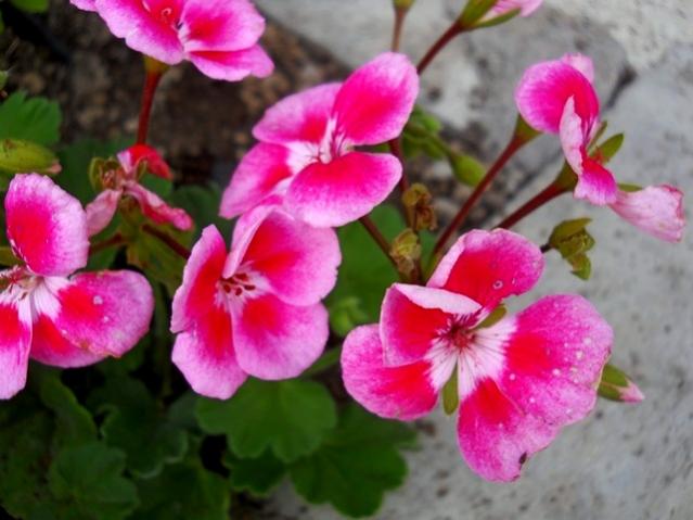 Name:  DSCN8436.jpg
Views: 470
Size:  42.1 KB