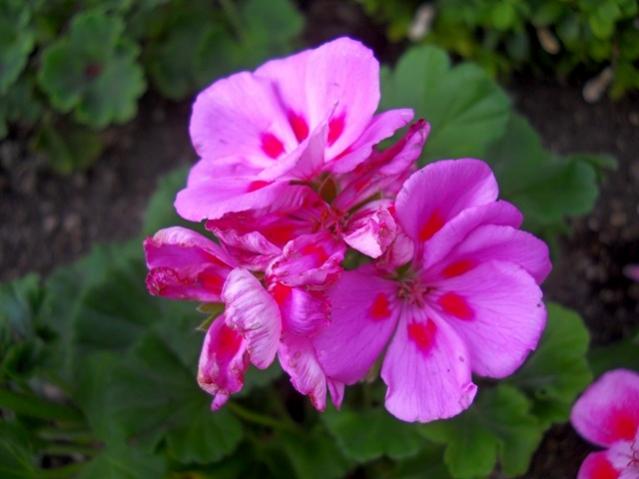 Name:  DSCN8437.jpg
Views: 477
Size:  34.4 KB