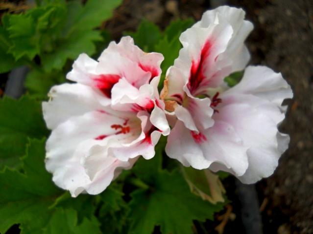 Name:  DSCN8447.jpg
Views: 407
Size:  32.1 KB