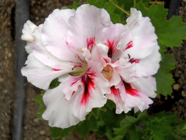 Name:  DSCN8478.jpg
Views: 403
Size:  35.6 KB